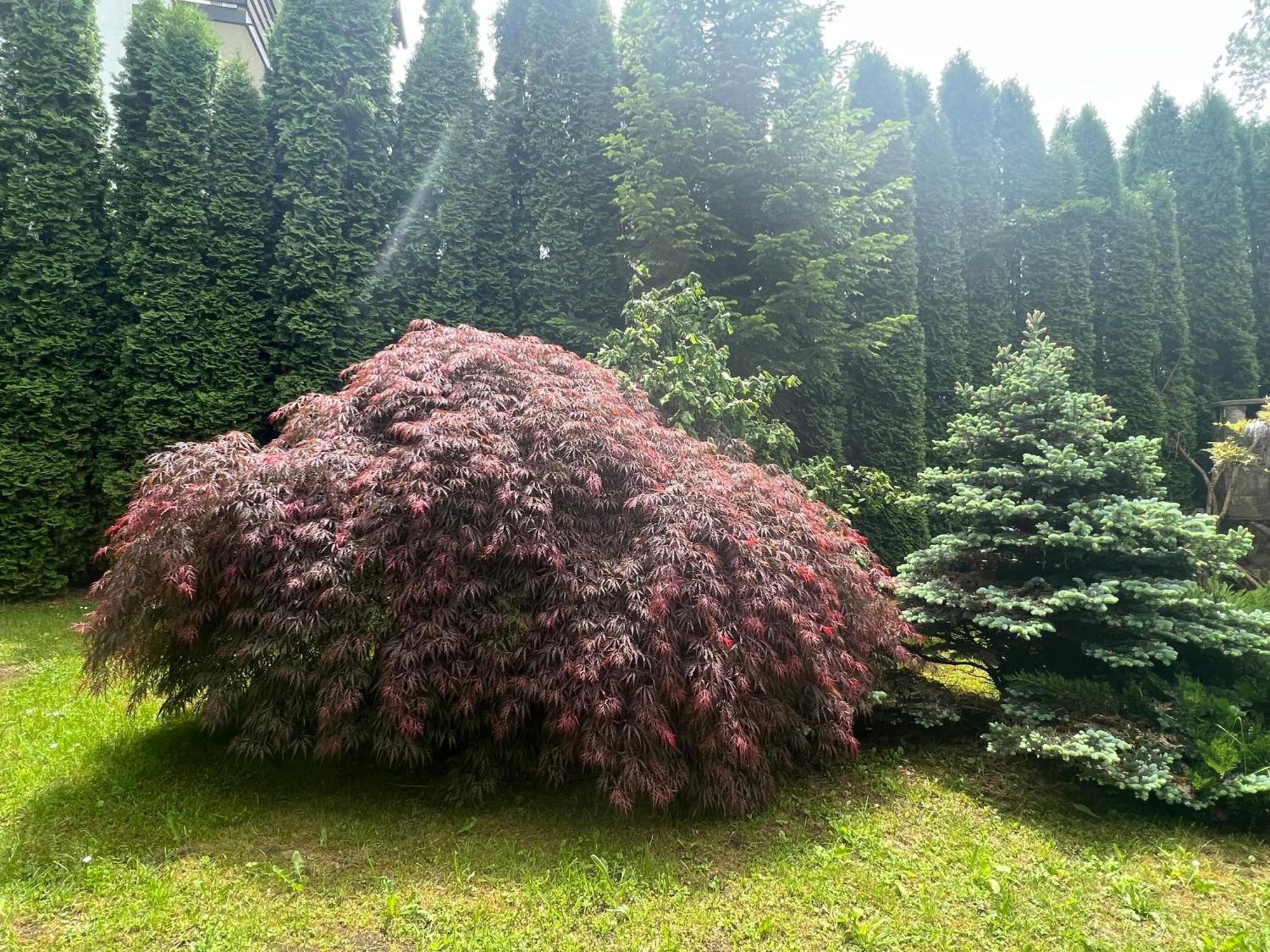 別墅 Wine Cellar With Beautiful Garden In Sinaia - Busteni
