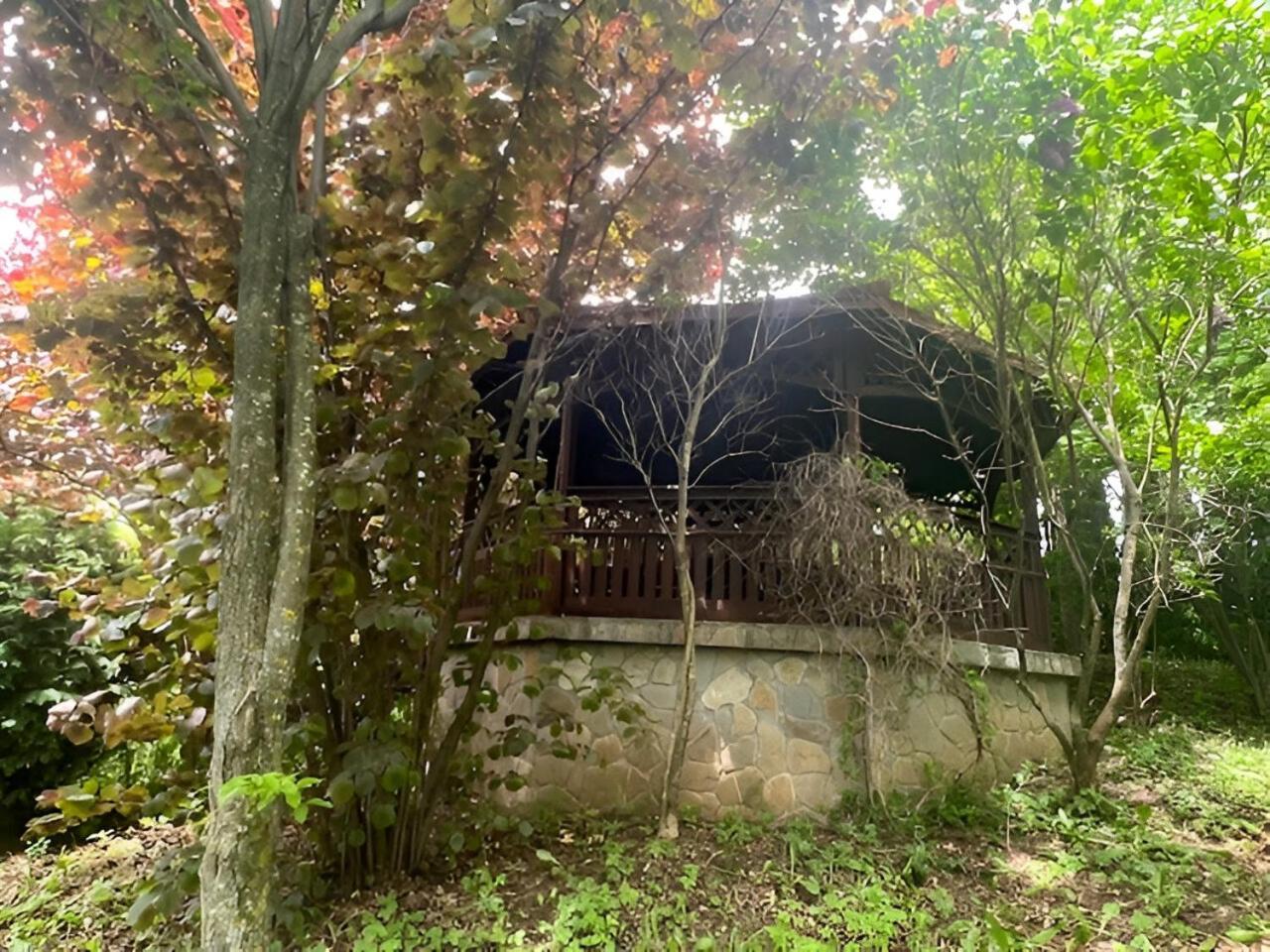 Villa Wine Cellar With Beautiful Garden In Sinaia - Busteni Poiana Tapului